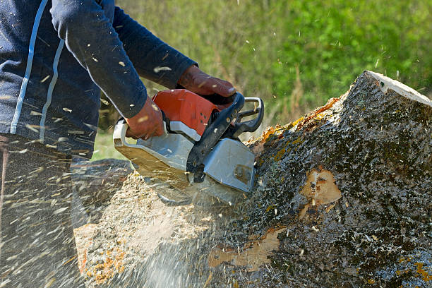 How Our Tree Care Process Works  in  Hillcrest Heights, MD